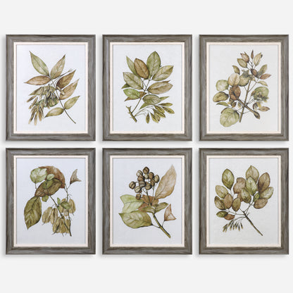 Uttermost Seedlings Framed Prints S/6 33643