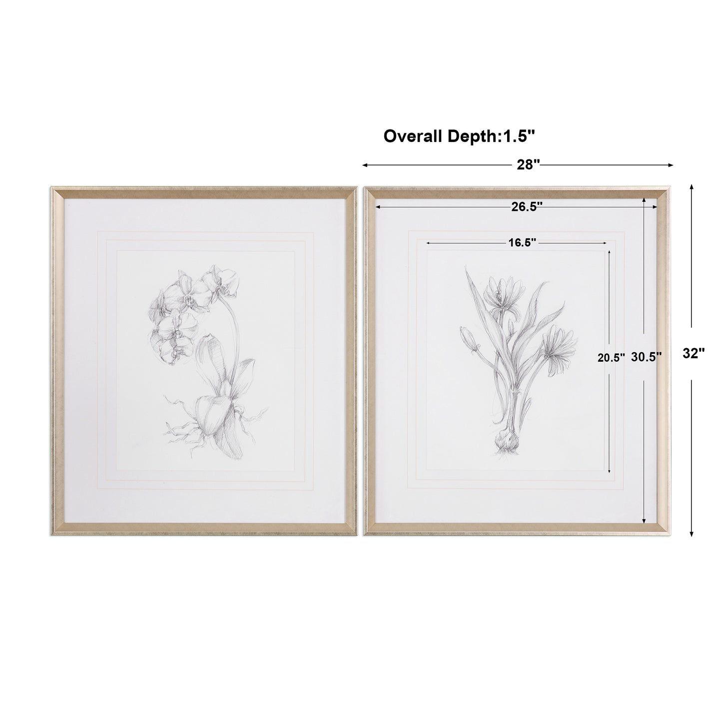 Uttermost Botanical Sketches Framed Prints S/2 33649