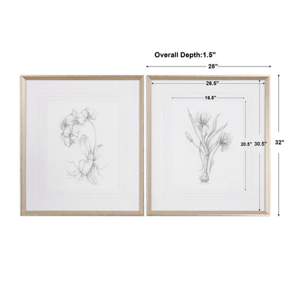 Uttermost Botanical Sketches Framed Prints S/2 33649