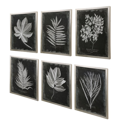 Uttermost Foliage Framed Prints, S/6 33671