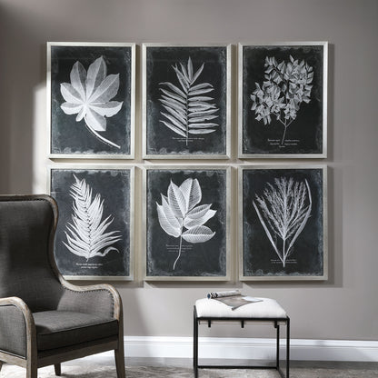 Uttermost Foliage Framed Prints, S/6 33671