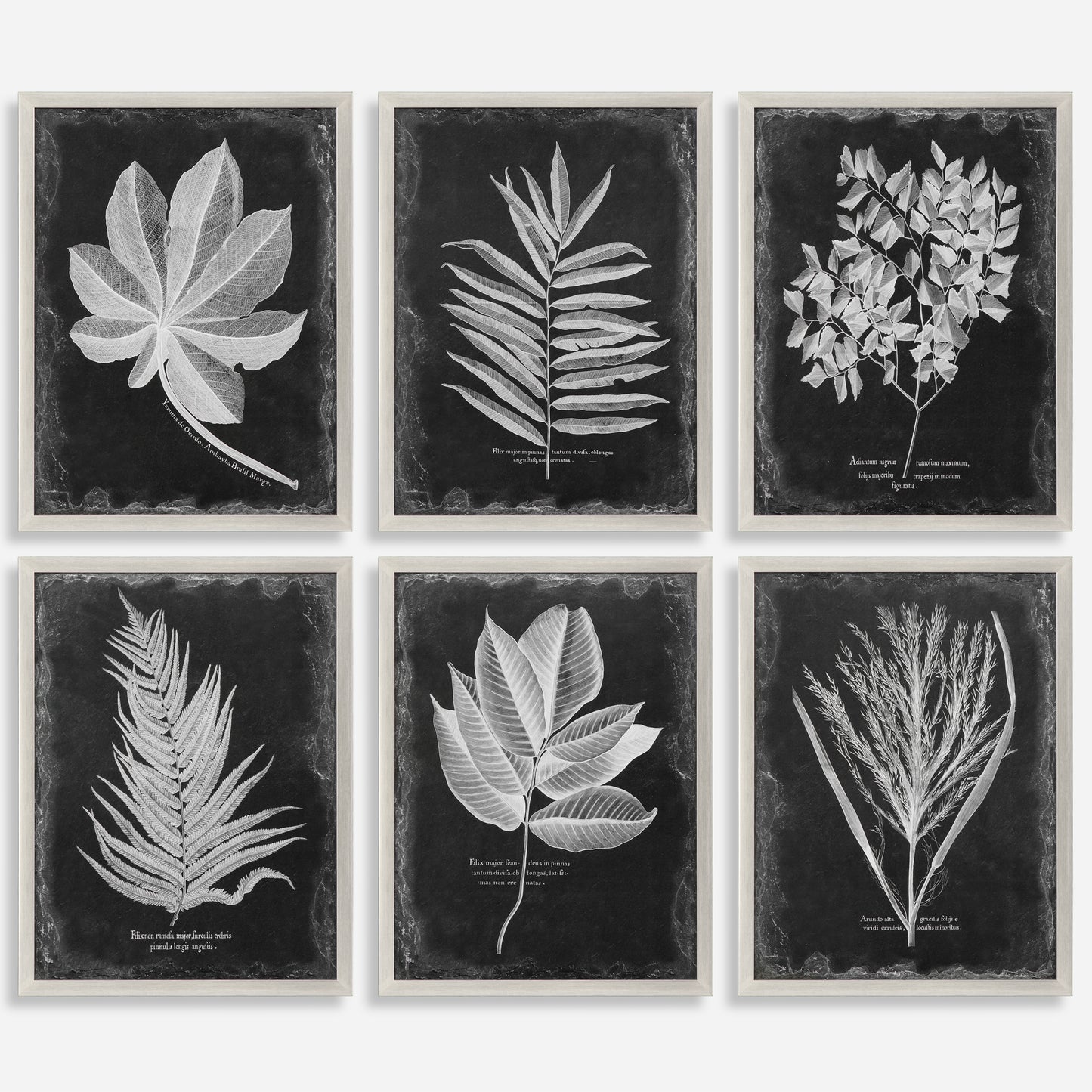 Uttermost Foliage Framed Prints, S/6 33671