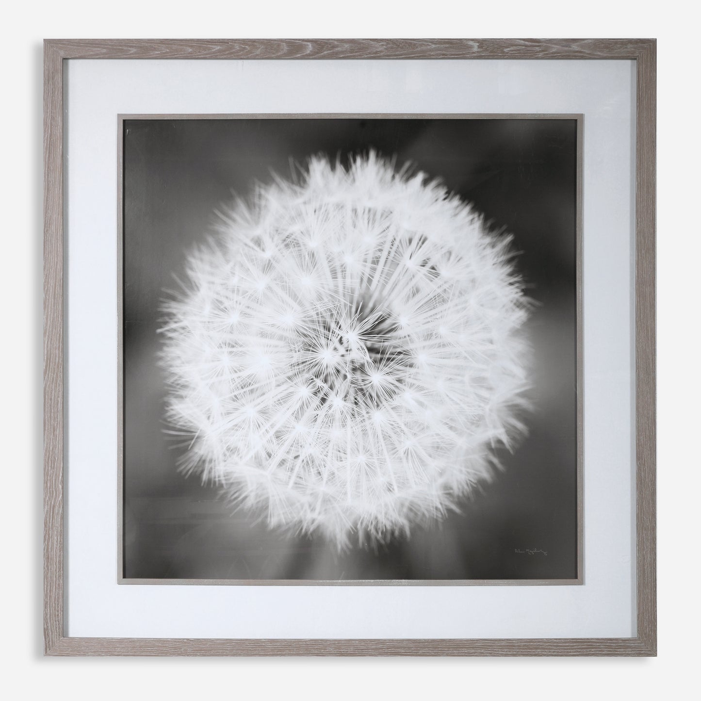 Uttermost Dandelion Seedhead Framed Print 33711