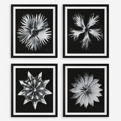 Uttermost Contemporary Floret Framed Prints, S/4 41427