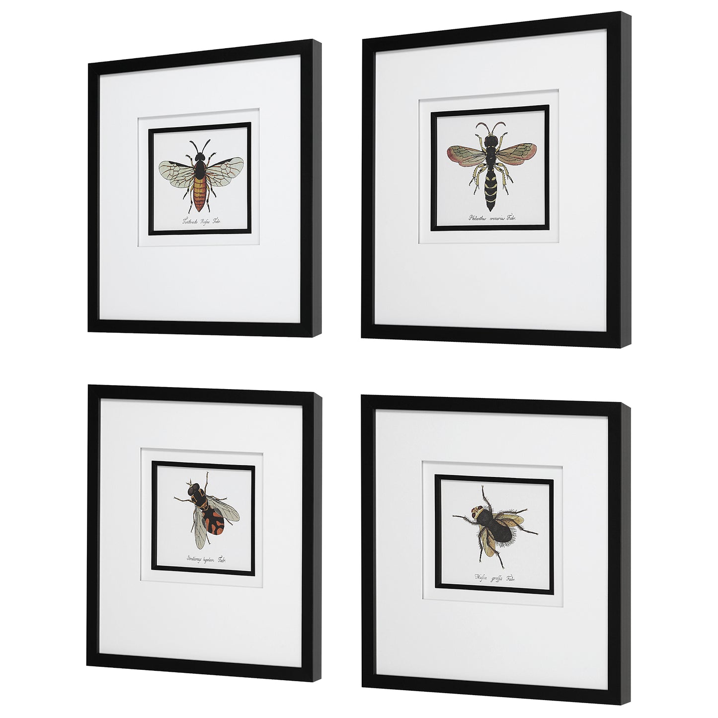 Uttermost Anthophila Framed Prints, S/4 41428