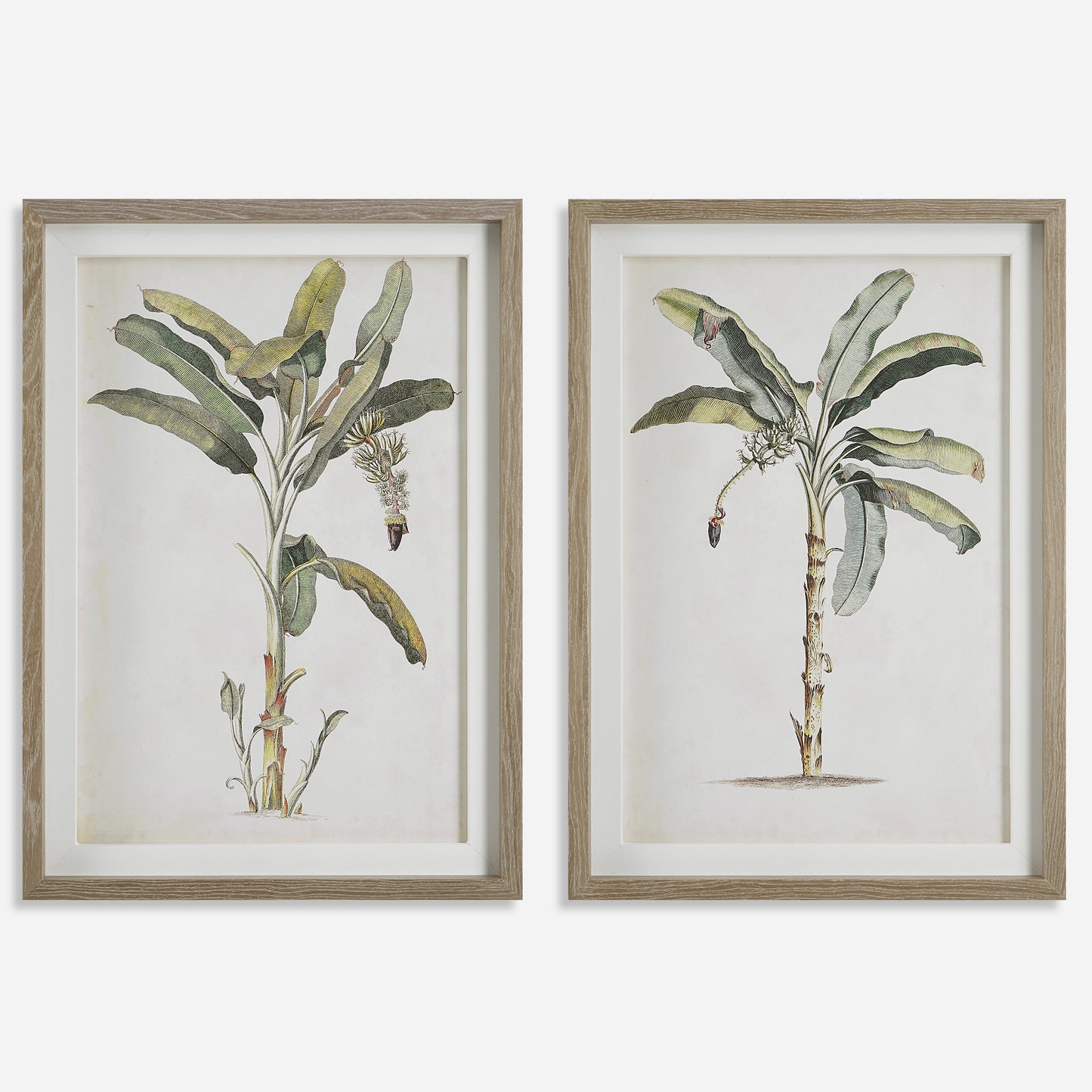 Uttermost Banana Palm Framed Prints, Set/2 41446