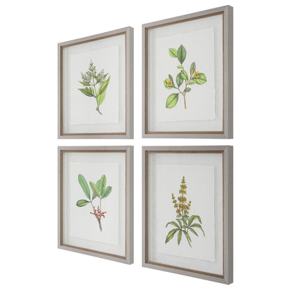 Uttermost Wildflower Study Framed Prints, S/4 41461