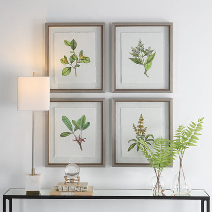 Uttermost Wildflower Study Framed Prints, S/4 41461