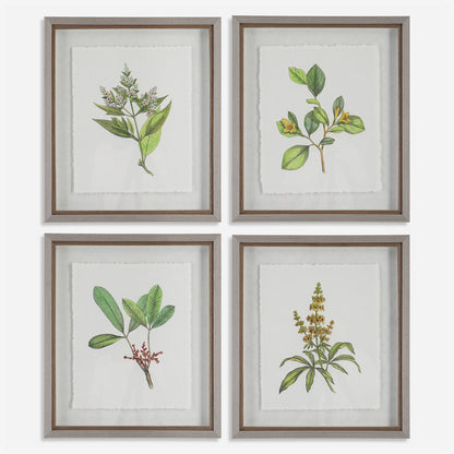 Uttermost Wildflower Study Framed Prints, S/4 41461