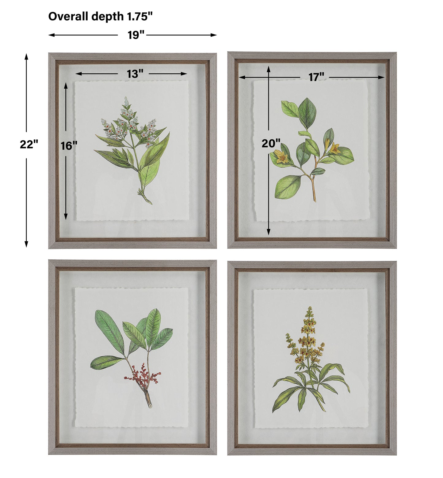 Uttermost Wildflower Study Framed Prints, S/4 41461