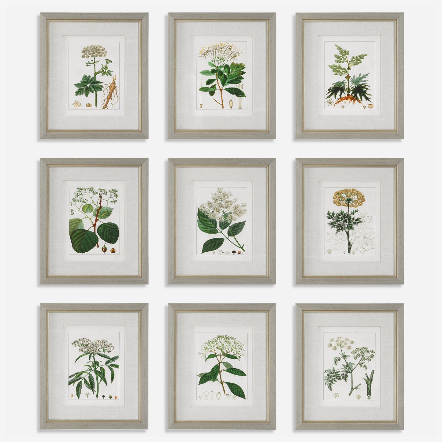 Uttermost Antique Botanicals Framed Prints, S/9 41466