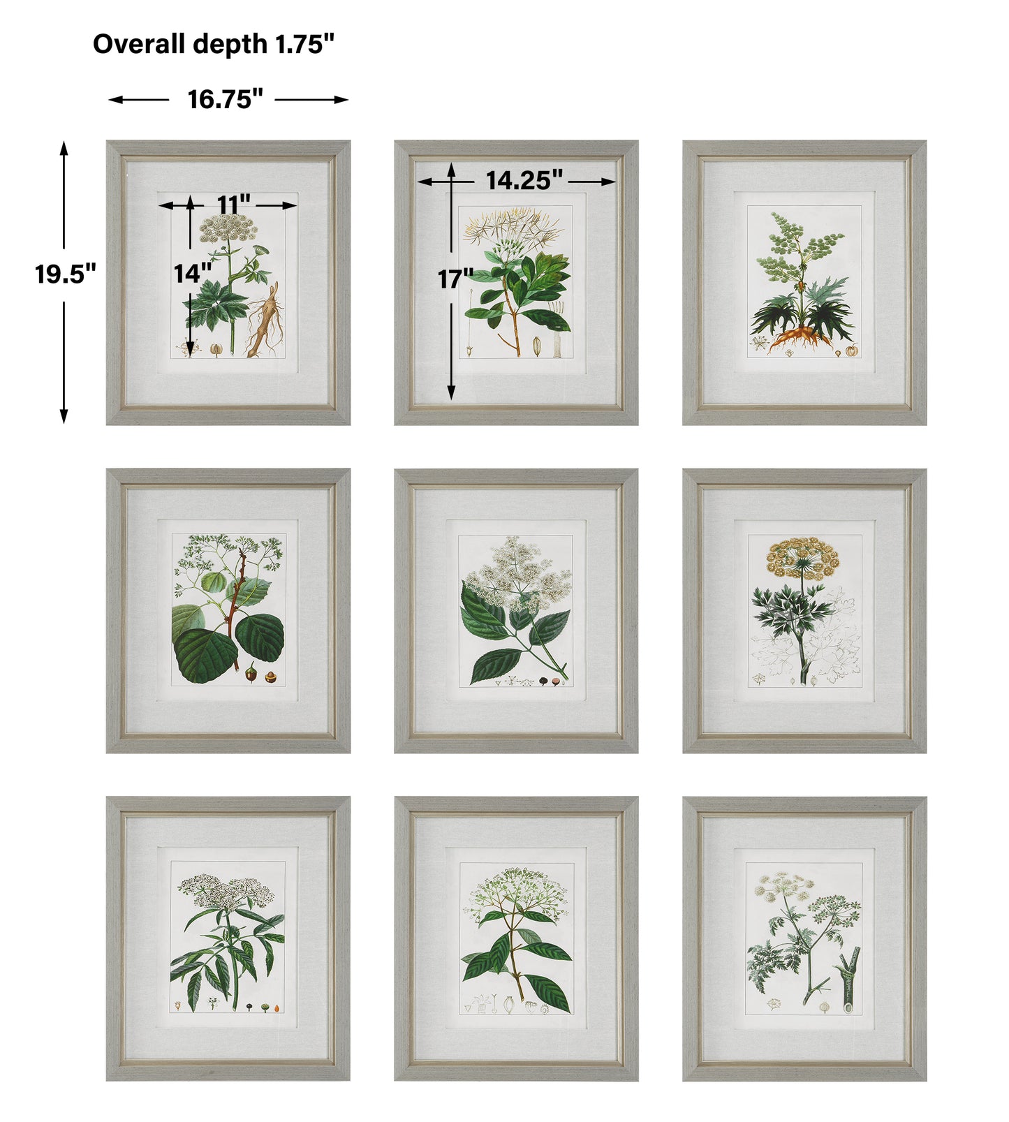 Uttermost Antique Botanicals Framed Prints, S/9 41466