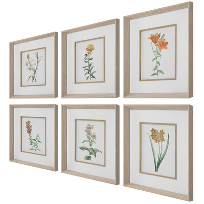 Uttermost Classic Botanicals Framed Prints Set/6 32284