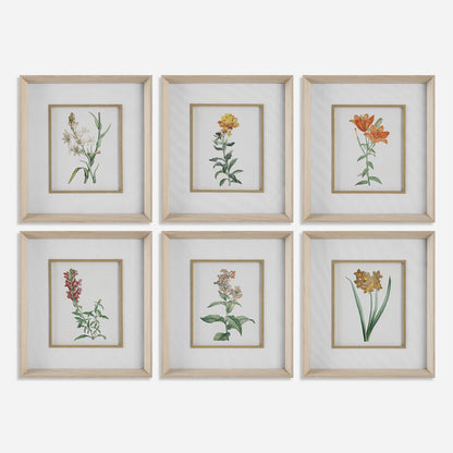 Uttermost Classic Botanicals Framed Prints Set/6 32284