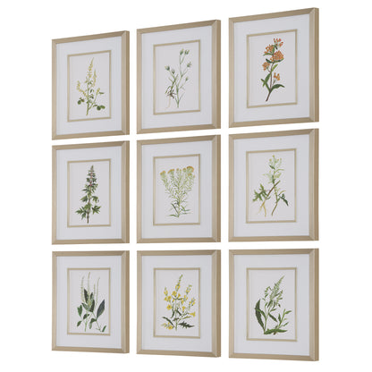 Uttermost Botanical Flowers Framed Prints, S/9 32339