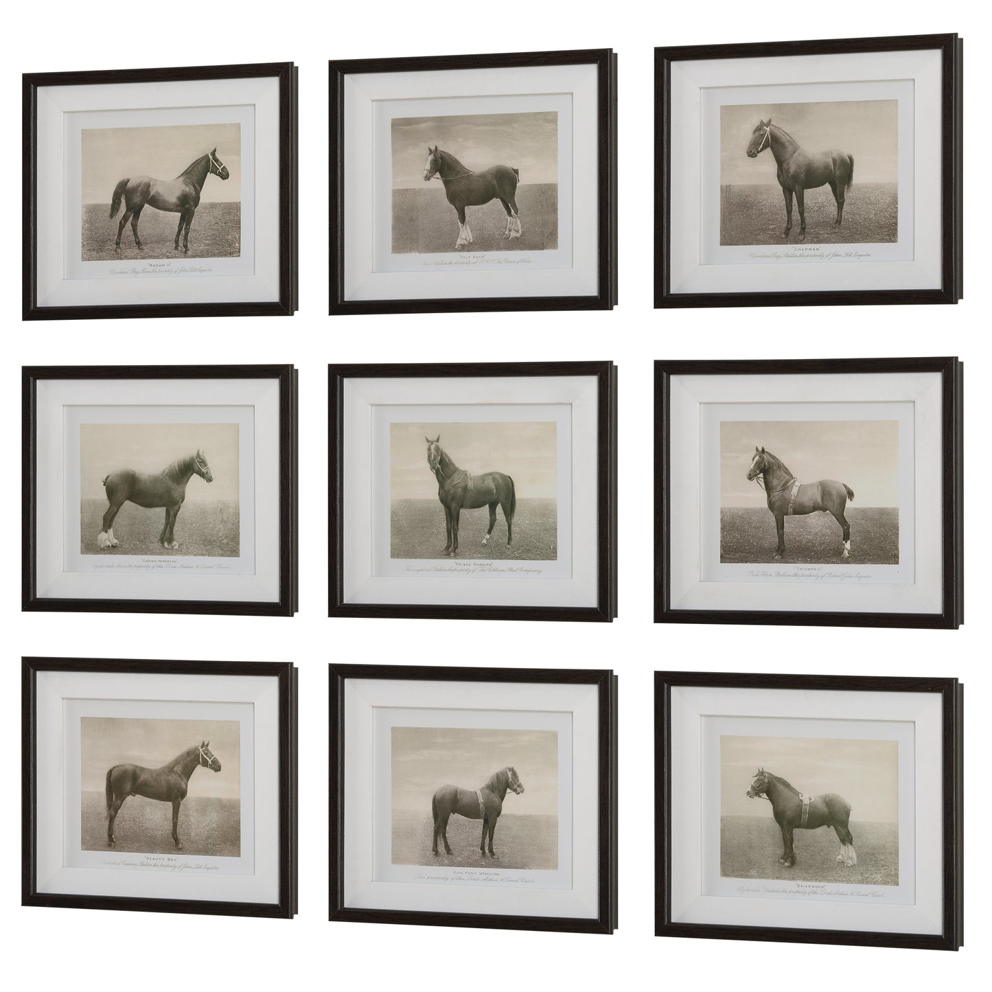 Uttermost Equine Dynasty Framed Prints, S/9 32343