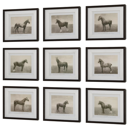 Uttermost Equine Dynasty Framed Prints, S/9 32343