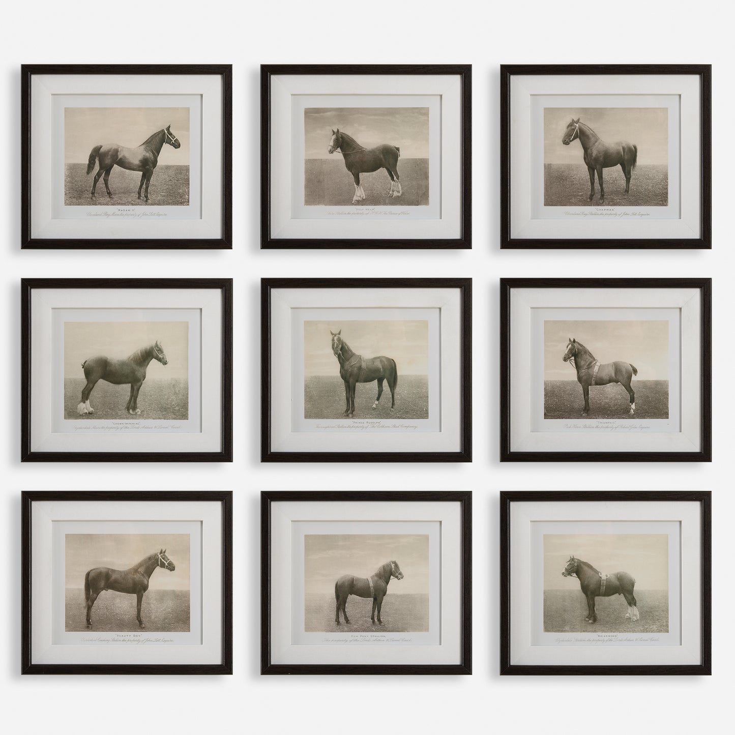 Uttermost Equine Dynasty Framed Prints, S/9 32343