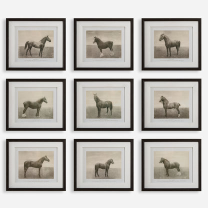 Uttermost Equine Dynasty Framed Prints, S/9 32343