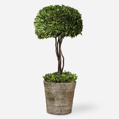 Uttermost Tree Topiary Preserved Boxwood 60095