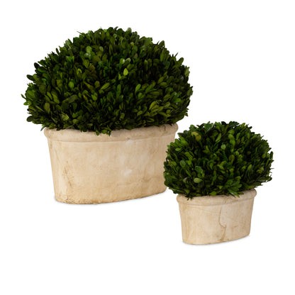 Uttermost Oval Domes Preserved Boxwood Set/2 60107