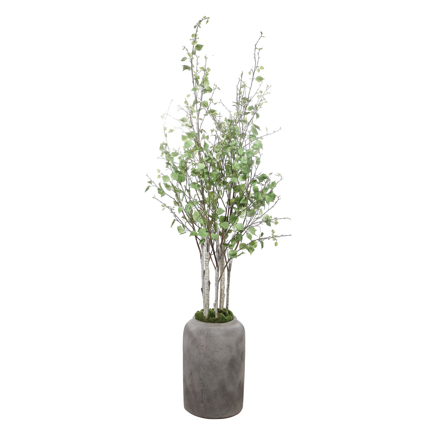 Uttermost Aldis Potted River Birch 60146