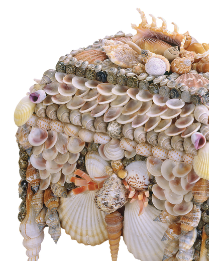 Currey & Co. Boardwalk Natural Shell Jewelry Box 1251